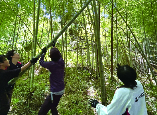 神奈川県小田原市の放置竹林にて伐採